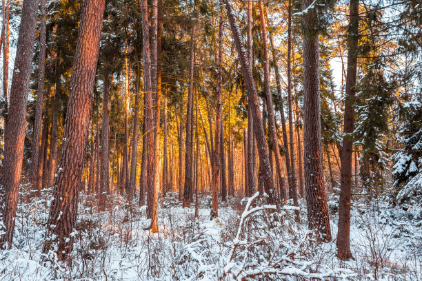 日落时白雪覆盖的森林图片下载