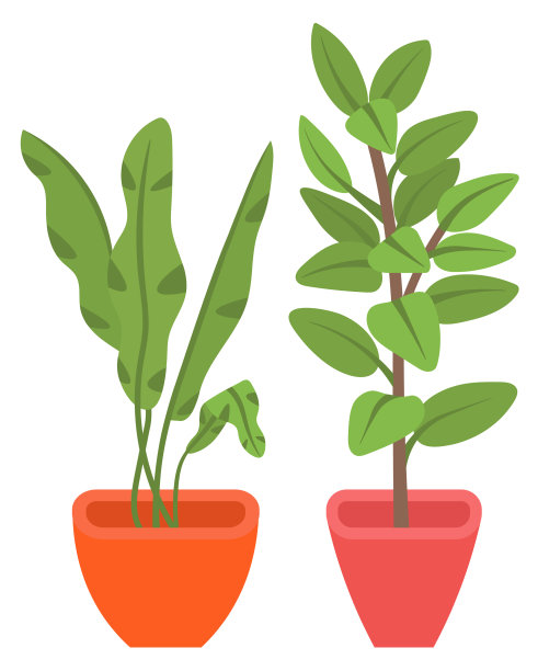 室内盆栽，花朵繁盛图片下载