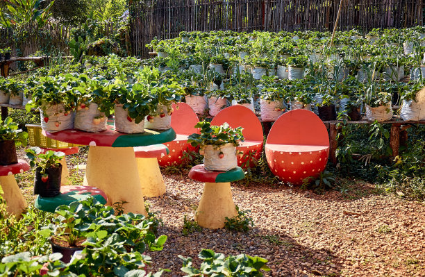 小草莓农场。盆里成排的草莓丛里种着浆果。图片下载