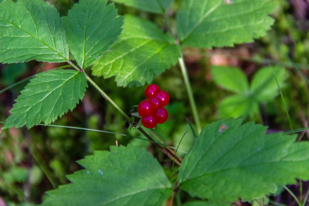 森林里香甜的红色和成熟的黑莓核。野生植物悬钩子。图片下载