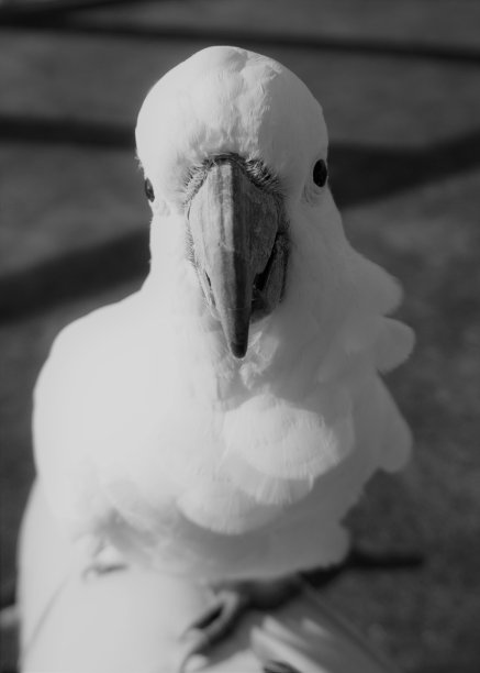 黑色和白色肖像的硫冠凤头鹦鹉图片下载