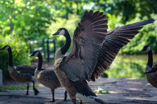 一只加拿大鹅在阴凉的公园里，它张开的翅膀展示着它的美丽。图片下载