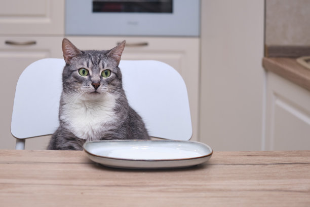 猫看着厨房里的一碟牛奶。宠物在厨房的餐桌上吃晚饭图片下载
