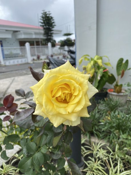 黄玫瑰图片下载