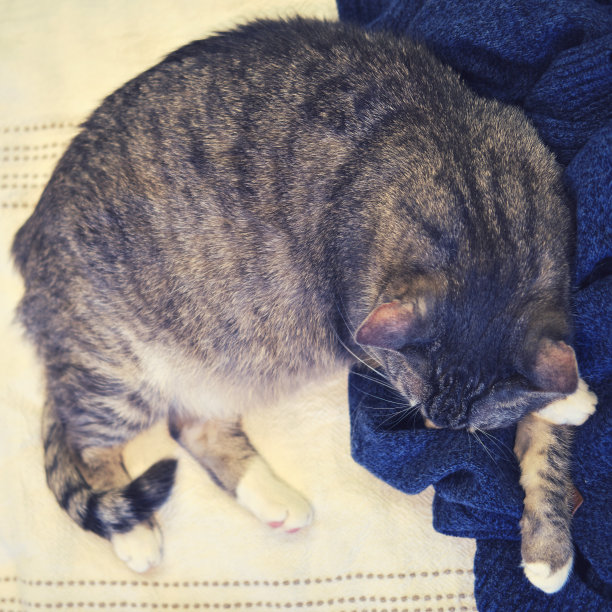 灰猫睡在男人的衣服上，床上有一件蓝色的针织毛衣，俯视图图片下载