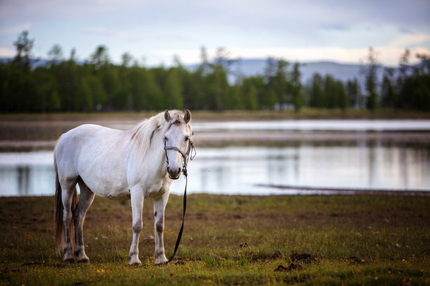 蒙古马图片下载