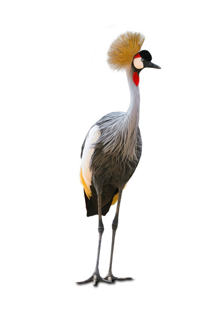美丽的鸡冠鹤。动物的概念。在白色背景上。图片下载