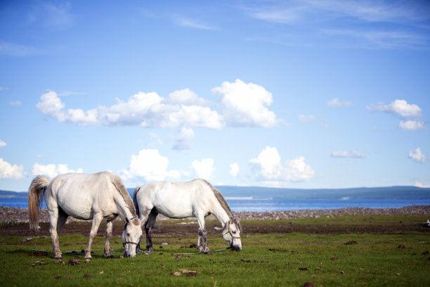 蒙古马图片下载