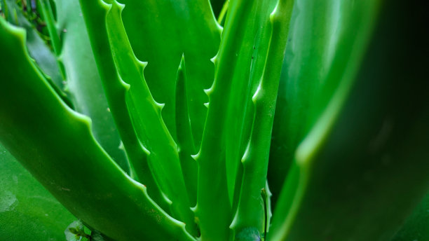 近距离的照片芦荟为背景图片下载