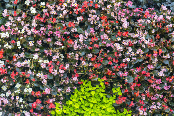 美丽的自然背景与花叶，高角度视角，背景与复制空间图片下载