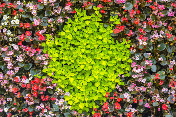 美丽的自然背景与花叶，高角度视角，背景与复制空间图片下载
