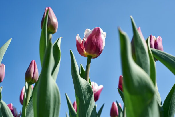 郁金香图片下载