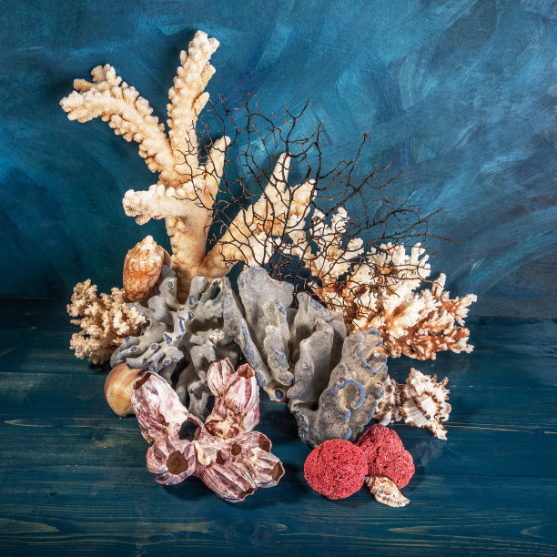珊瑚和贝壳在一个海洋颜色的背景。仍然生活。图片下载