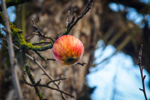 树枝上的苹果图片下载