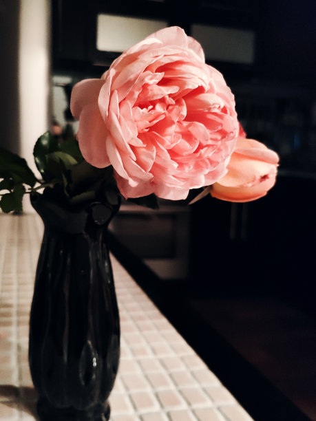 花瓶里美丽的奶油色玫瑰，色彩柔和的花朵图片下载