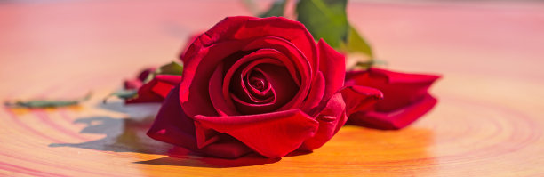 红玫瑰情人节图片下载