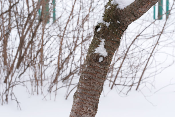 被白雪覆盖的城市图片下载