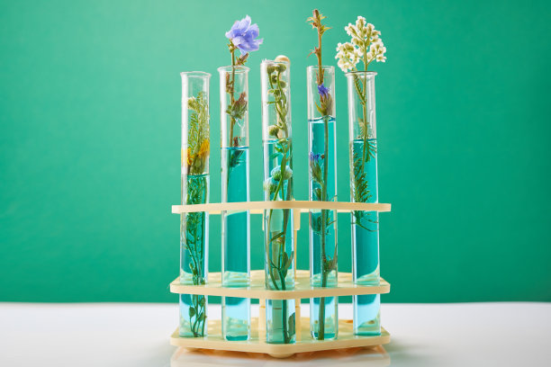 科学实验-试管里的花。绿色新鲜植物在实验室的绿色背景。生物学研究的概念。图片下载