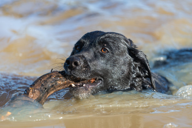 黑色拉布拉多图片下载