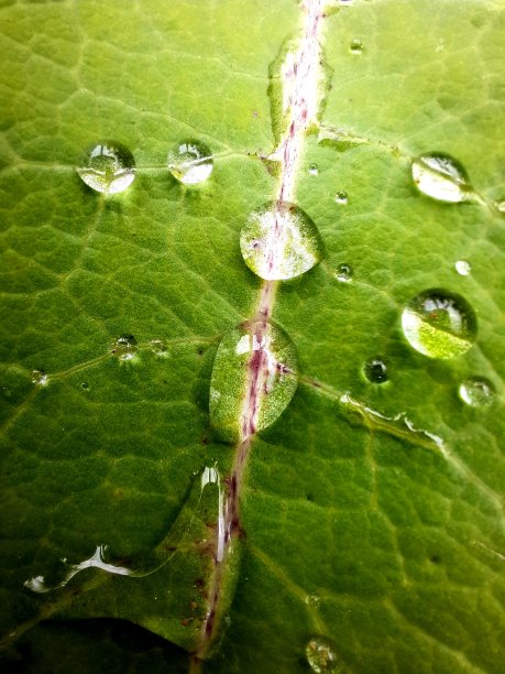 叶子上的水滴图片下载