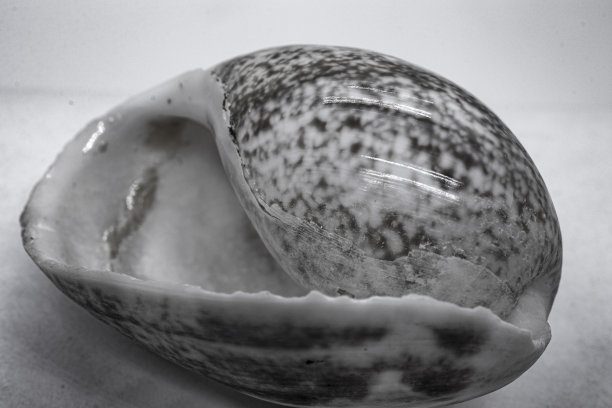 大自然中的贝壳和黄金比例，微距拍摄技术拍摄的抽象照片。图片下载