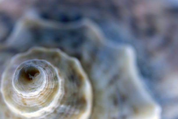 大自然中的贝壳和黄金比例，微距拍摄技术拍摄的抽象照片。图片下载
