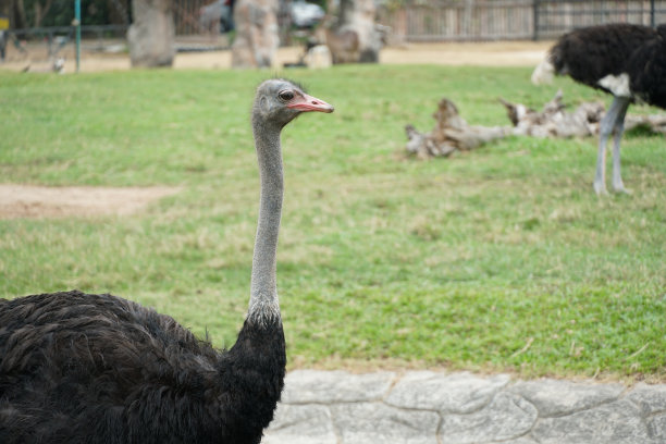 鸵鸟侧视图与绿草背景图片下载
