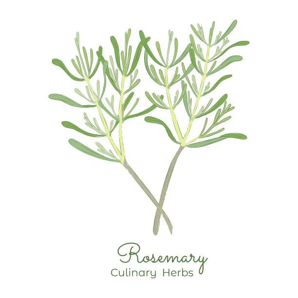 迷迭香或迷迭香手画向量图片下载