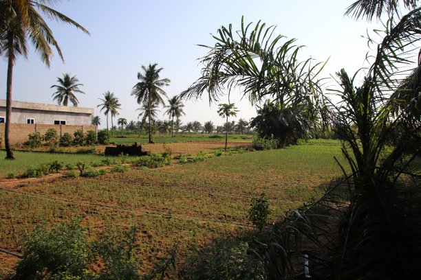 西非多哥Avepozo附近Gbodjome的农业。图片下载