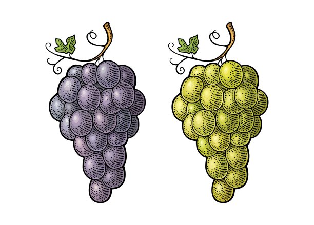一串带浆果和叶子的葡萄。古典雕刻向量图片下载