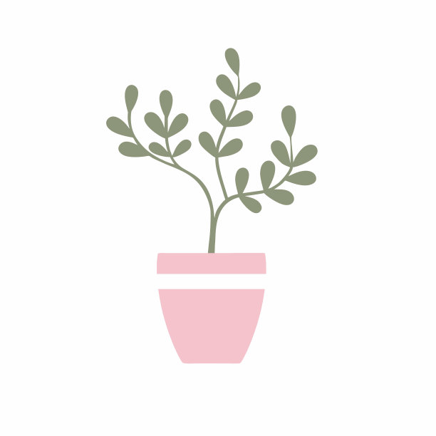 花盆里的钱树。室内设计的对象。室内花孤立在白色背景上。图片下载