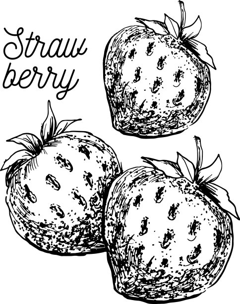 水彩黑草莓枝上的白色图片下载