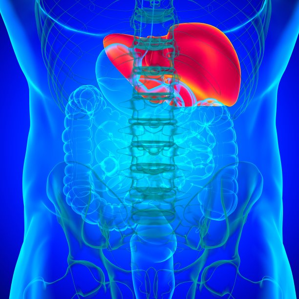 肝脏3D插图人体消化系统解剖图片下载