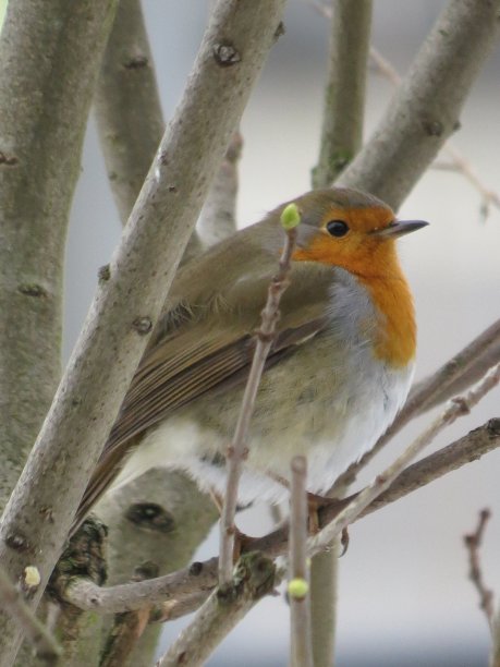 罗宾01图片下载