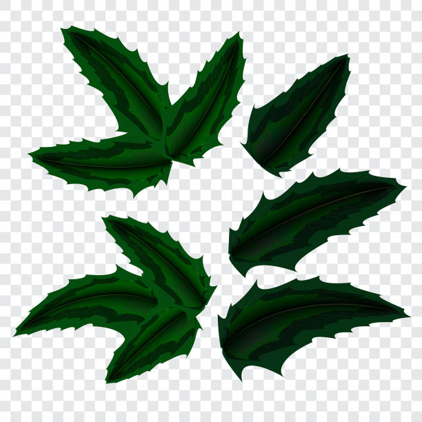 冬青绿住冬季装饰新图片下载