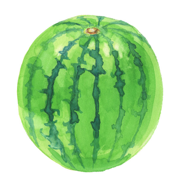 西瓜。水彩画在白色的背景图片下载