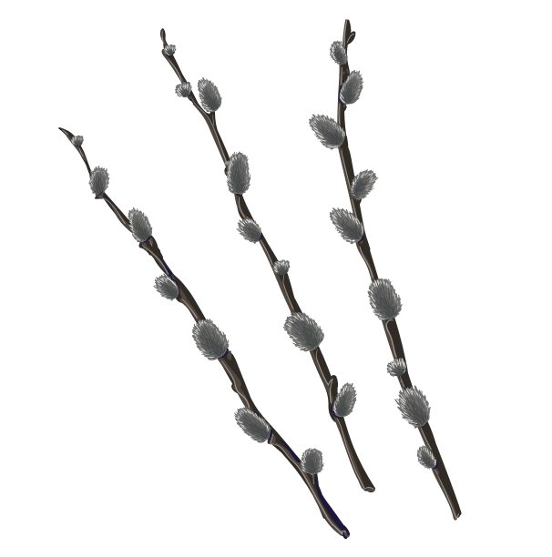 套3阴柳枝图片下载