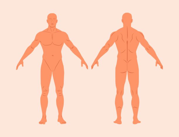 人体解剖平面矢量插图设置孤立的背景。男性身体的医疗轮廓前后视图。男性体型轮廓肌肉发达。一个人形在直线上的现实向量图片下载