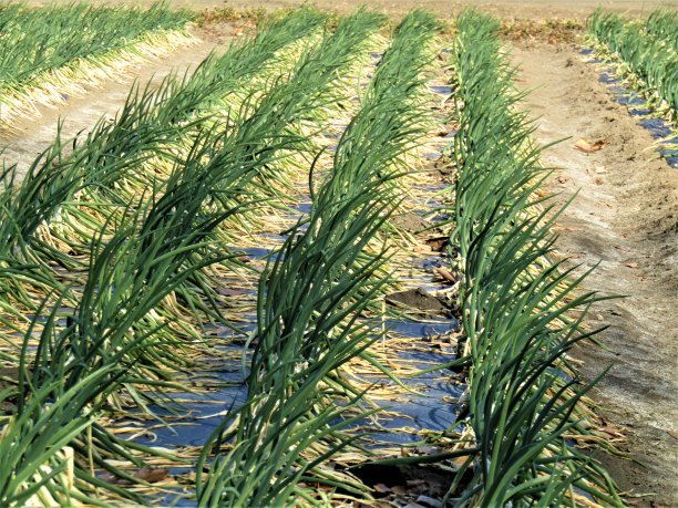 日本。1月。洋葱床。图片下载