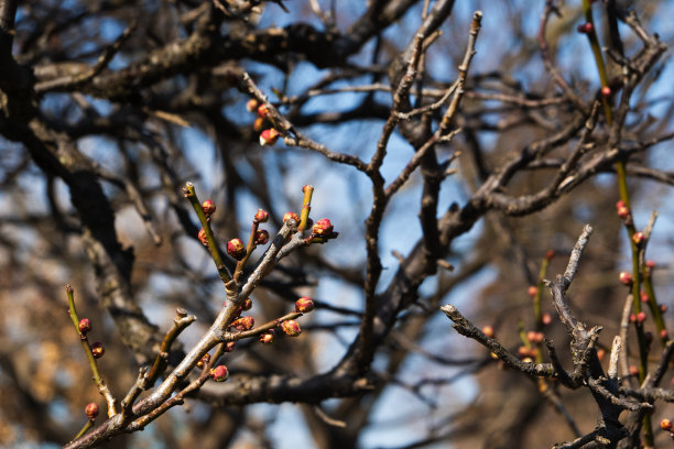 梅花在早春开花图片下载