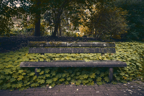 一个孤立的肮脏的长满绿叶的河岸。图片下载