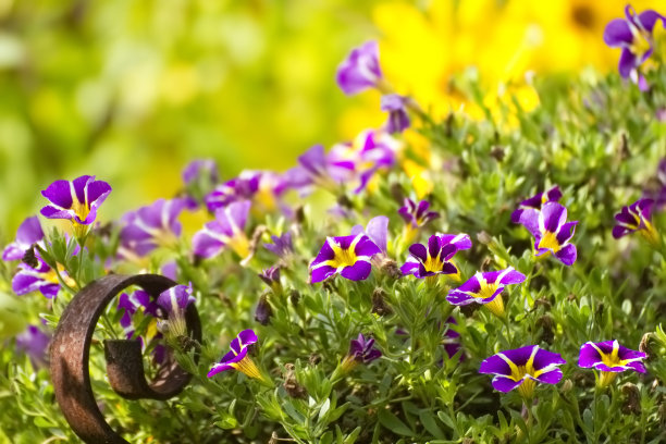 佩妮花图片下载
