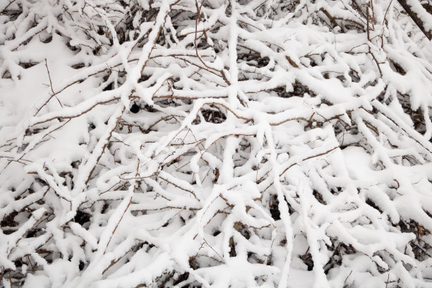 雪花落在树枝上纹理接近图片下载