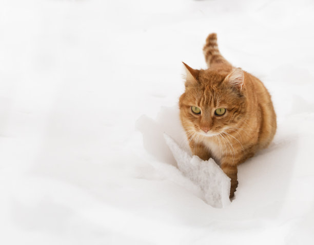 一只有趣的橙色的猫在雪中玩耍图片下载