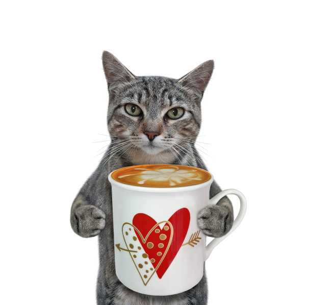 Cat gray拿着一杯拿铁图片下载