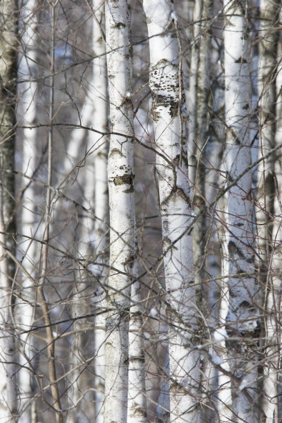 桦木属等森林图片下载