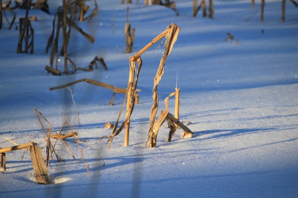一鞠躬!图片下载