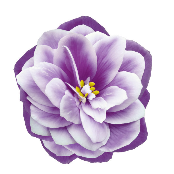 紫色的花在白色孤立的背景与修剪路径。特写镜头。为设计。大自然。图片下载