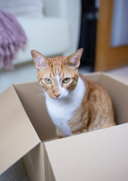 纸板箱里的姜猫图片下载