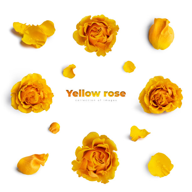 孤立在白色背景上的黄色玫瑰花图片下载